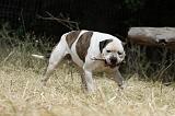 BOULEDOGUE AMERICAIN 102